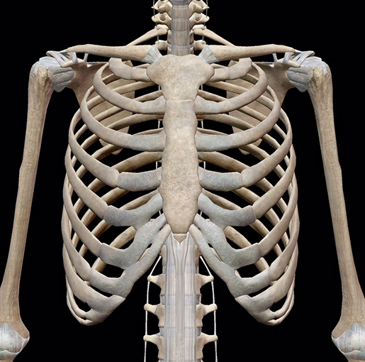 What are the bones around your chest that protect your organs called?